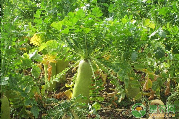 淺析白蘿卜的開發(fā)價值及其栽培技術(shù)研究