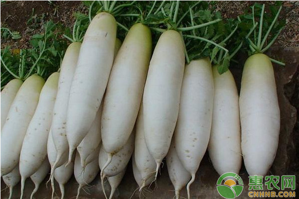 淺析白蘿卜的開發(fā)價值及其栽培技術(shù)研究