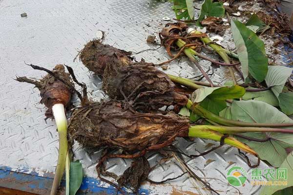 芋頭怎么種？優(yōu)質(zhì)芋頭高產(chǎn)種植技術(shù)