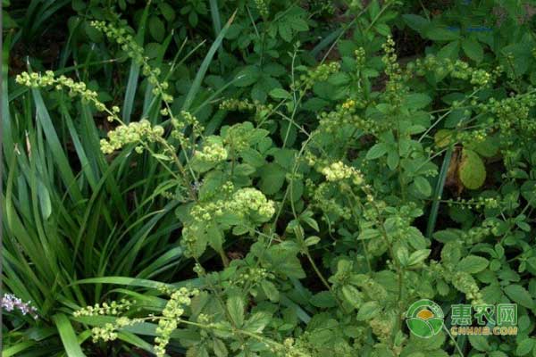 仙鶴草怎么種？藥材仙鶴草的種植技術