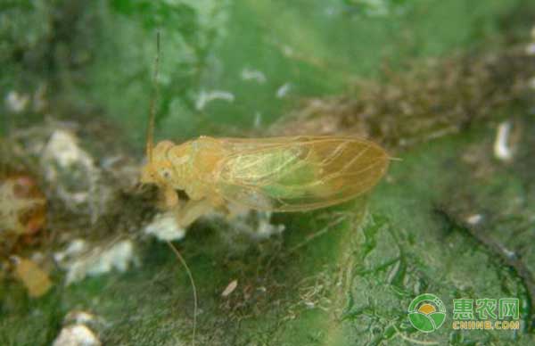 園林植物刺吸類害蟲(chóng)有哪些？如何防治刺吸類害蟲(chóng)？