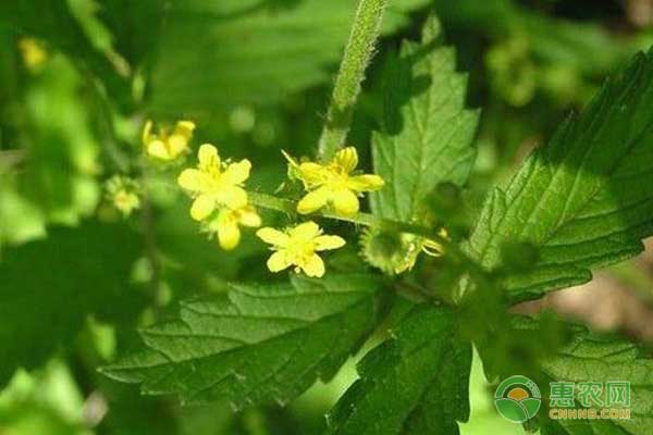 仙鶴草怎么種？藥材仙鶴草的種植技術