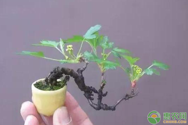 只有指尖大小的盆景你見過嗎？怎么栽培？指尖盆景栽培方法？