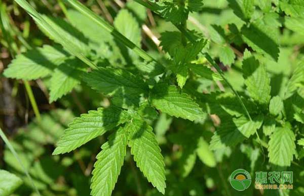 仙鶴草怎么種？藥材仙鶴草的種植技術