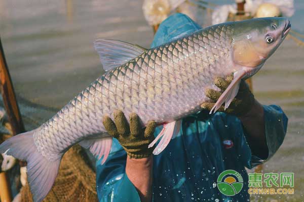 怎么判斷魚類病原體疾病與中毒性疾??？