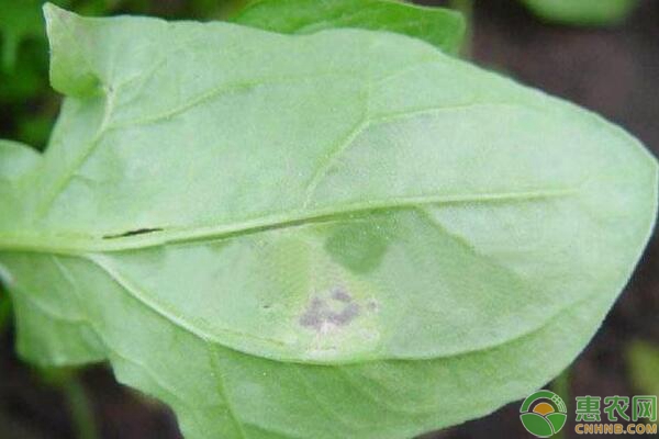 菠菜霜霉病危害癥狀