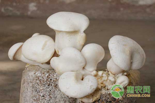 白靈菇