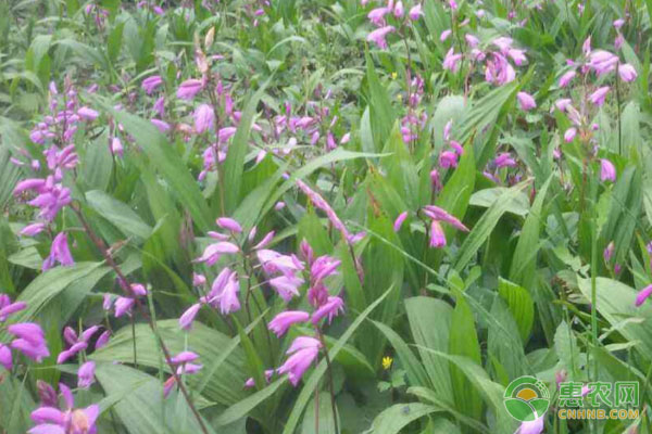 白芨高產(chǎn)量種植技術(shù)