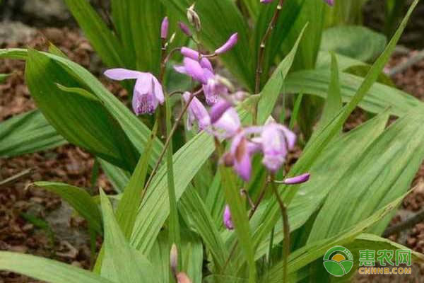白芨高產(chǎn)量種植技術(shù)