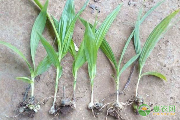 白芨怎么種植？