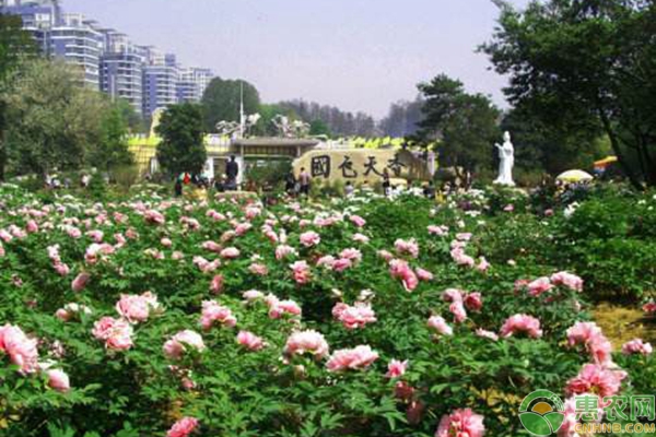 臺(tái)階花池種植牡丹
