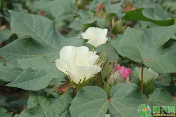 棉花蕾鈴期高產(chǎn)栽培管理技巧