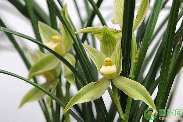 兰花分株繁殖