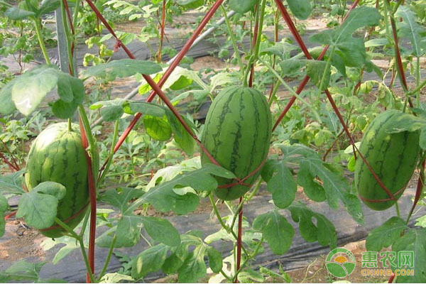 西瓜增大增甜種植技術(shù)