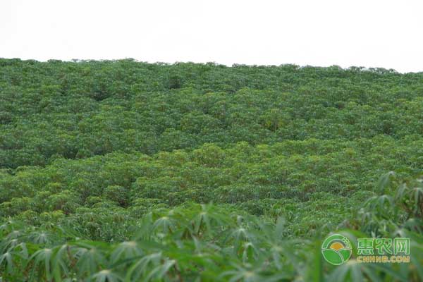 木薯細(xì)菌性枯萎病有什么癥狀？怎么防治木薯枯萎??？