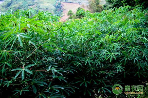 木薯細(xì)菌性枯萎病有什么癥狀？怎么防治木薯枯萎??？