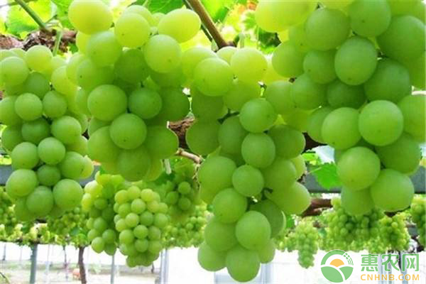 葡萄種植中的常見問題及其解決方案