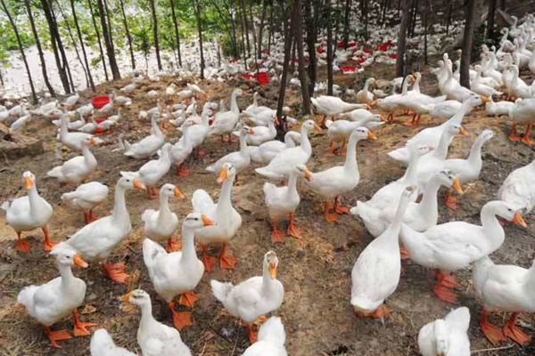 鸡鸭鹅养殖场图片图片