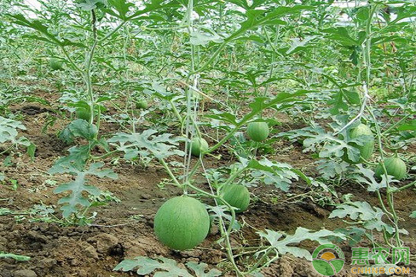 西瓜種植怎么壓蔓？這樣巧壓蔓想高產(chǎn)并不難