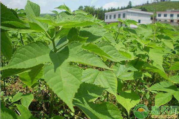 雜交構(gòu)樹怎么種植？雜交構(gòu)樹高效種植管理技術(shù)