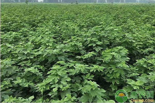 雜交構(gòu)樹怎么種植？雜交構(gòu)樹高效種植管理技術(shù)