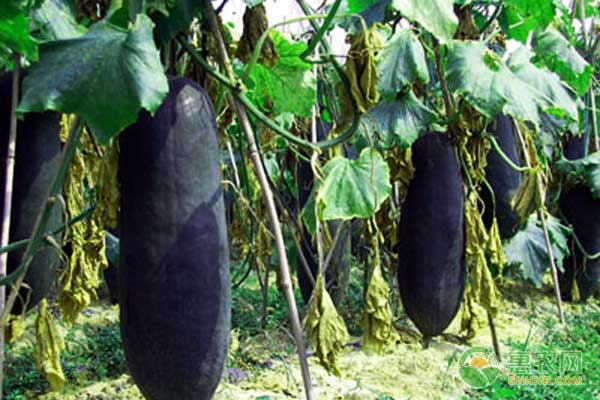 廣東省黑皮冬瓜一年兩熟種植技術(shù)