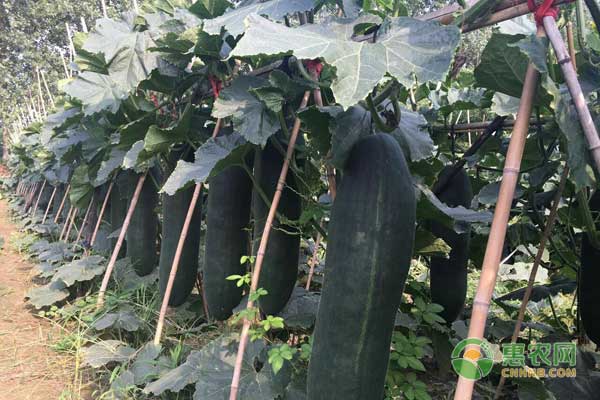 廣東省黑皮冬瓜一年兩熟種植技術(shù)