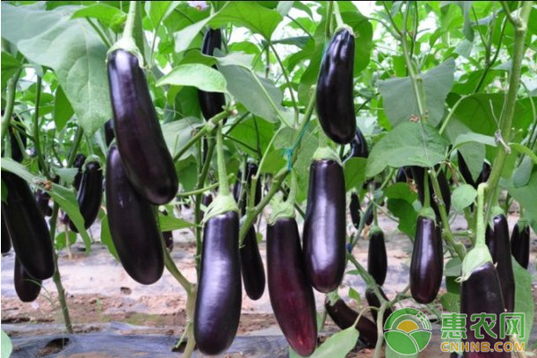 茄子種植技術(shù)