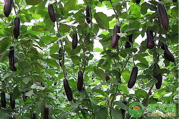 茄子夏季管理