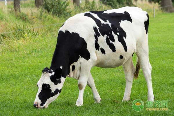 奶牛在寒冷地區(qū)怎么飼養(yǎng)管理？