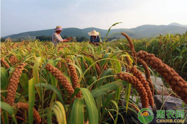 赤峰市旱地谷子全程機(jī)械化高產(chǎn)栽培技術(shù)規(guī)程