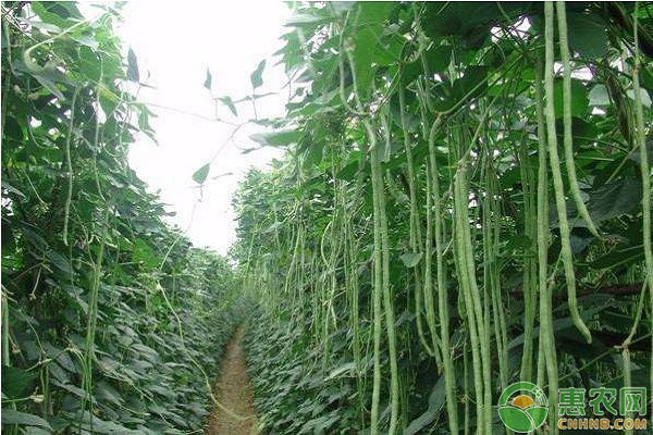 豇豆優(yōu)質(zhì)高產(chǎn)露地栽培技術(shù)要點(diǎn)