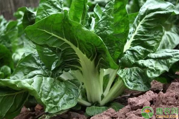 牛皮菜是什么菜？怎么種？