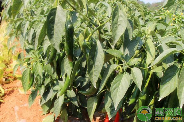 美人椒怎么種植？美人椒高產(chǎn)種植技術(shù)
