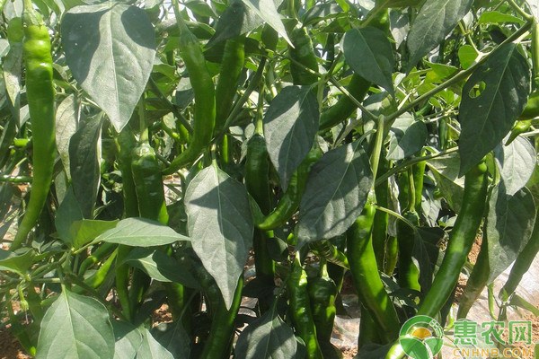 美人椒怎么種植？美人椒高產(chǎn)種植技術(shù)
