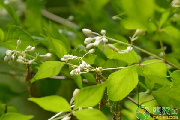 省沽油怎么種植？省沽油優(yōu)質(zhì)壯苗培育技術(shù)