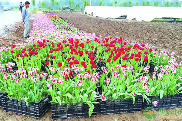 郁金香種植技術(shù)