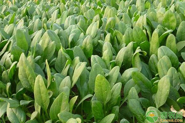 菠菜怎么種？春季菠菜的種植方法介紹
