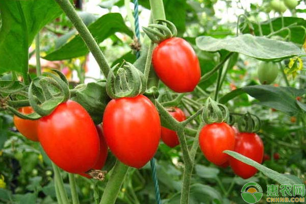 番茄品种有那些？优质番茄品种介绍及种植方法-图片版权归惠农网所有