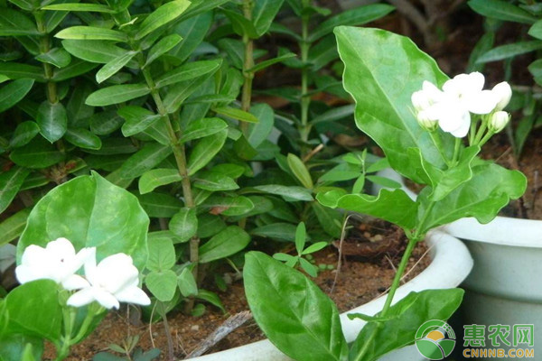 茉莉花怎么養(yǎng)？茉莉花的養(yǎng)殖方法解析