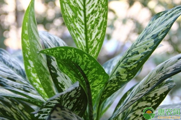 銀皇后的6種養(yǎng)殖栽培方法