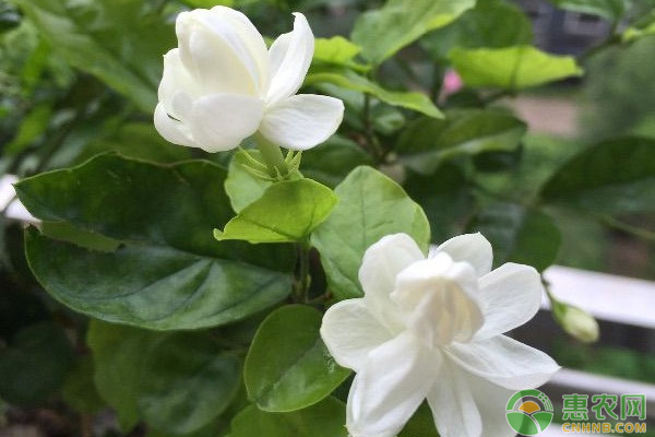 茉莉花怎么養(yǎng)？茉莉花的養(yǎng)殖方法解析