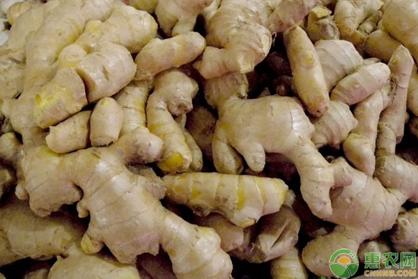 富硒生姜怎么生態(tài)種植？南方富硒生姜生態(tài)種植技巧