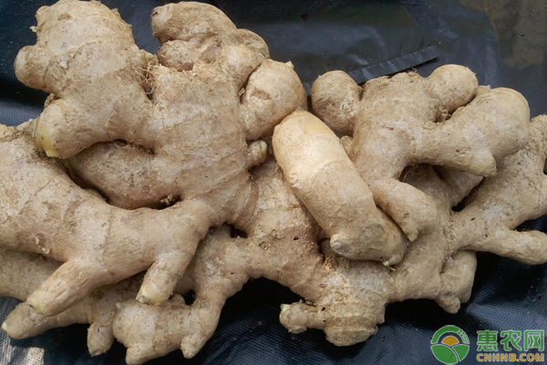 南方富硒生姜生態(tài)種植技巧