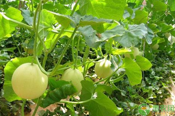 南方地區(qū)夏季厚皮甜瓜栽培技術(shù)