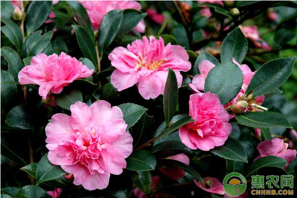 盆栽山茶的養(yǎng)殖方法及日常養(yǎng)護技術(shù)
