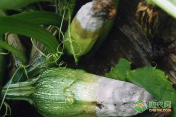 西葫蘆灰霉病發(fā)病癥狀及防治方法
