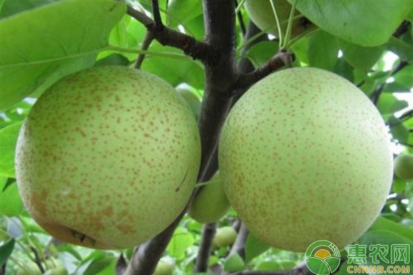 四川儀隴早熟梨標(biāo)準(zhǔn)化高產(chǎn)種植技術(shù)