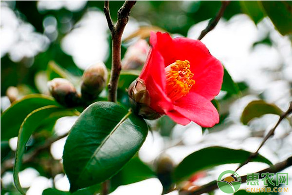 盆栽山茶的養(yǎng)殖方法及日常養(yǎng)護技術(shù)