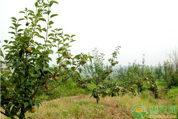 四川儀隴早熟梨標(biāo)準(zhǔn)化高產(chǎn)種植技術(shù)
